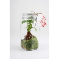 Terrarium jar ficus ginseng