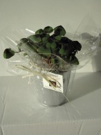 4-leaf clover pushed (zinc pot 10cm)