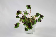 4-leaf clover pushed (zinc pot 6,5cm)