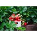GROW A5 notebook in recycled paper, eco-friendly recycled or organic gadget promotional