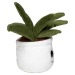 Peluche aloe vera, peluche promotional