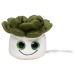 Peluche succulent wholesaler