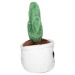 Peluche cactus, peluche promotional