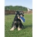 Frisbee for dogs wholesaler
