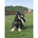 Frisbee for dogs wholesaler