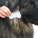 Lice and flea comb wholesaler
