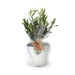 Potted Olive Tree, Tree promotional