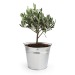 Product thumbnail Potted Olive Tree 2