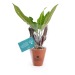 Plante dépolluante en pot terre cuite 10cm, Plante promotional