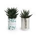 Canette avec plante poussée, plant promotional