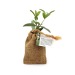 Mini tree seedling in a bag: olive, fir, boxwood, Tree promotional