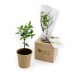 Cube en bois avec un arbre : sapin, palmier, olivier, buis wholesaler