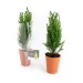 Mini pine tree in clay pot 7cm wholesaler