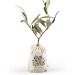 Product thumbnail Olive plant in cotton pouch 3