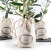 Product thumbnail Olive plant in cotton pouch 4