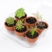 Product thumbnail Greenhouse with 6 pots of organic aromatic plants 4