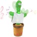 Cactus danseur wholesaler