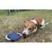 RINGO Frisbee for dogs wholesaler
