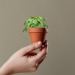 BASIL PLANT POT wholesaler