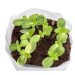 Product thumbnail Pop-up planting set - Thyme 1