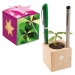 Pot cube boisde bureau en boite star-box - Bulbes de trèfle à 4 feuilles wholesaler