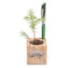 Pot cube boisde bureau en boite star-box - Bulbes de trèfle à 4 feuilles wholesaler