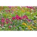 Pot cube bois Maxi en boite star-box - Mélange de fleurs d'été, Kit de plantation promotional