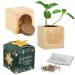 Pot cube bois Maxi en boite star-box - Mélange de fleurs d'été wholesaler