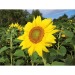 Mini-tonneau en bois - Tournesol, tonneau promotional