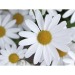 Mini-tonneau en bois - Marguerite, tonneau promotional