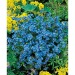 Mini-tonneau en bois - Myosotis, tonneau promotional