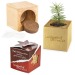 Mini wood cube pot with spruce seeds in Star-Box - Spruce wholesaler