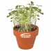Mini pot terre cuite, fourreau chapeau - Bulbes de trèfle à 4 feuilles wholesaler