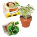 Mini pot terre cuite, fourreau complet- Bulbes de trèfle à 4 feuilles wholesaler