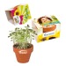 Mini pot terre cuite, fourreau complet- Bulbes de trèfle à 4 feuilles, trèfle à 4 feuilles promotional