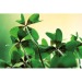 Hexagon Pot Cube with Seeds - Four Leaf Clover Bulbs wholesaler