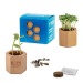 Hexagon Pot Cube with Seeds - Four Leaf Clover Bulbs wholesaler