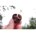 Organic cotton bag of seed bombs wholesaler