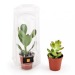 1 fat plant in greenhouse wholesaler