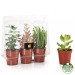 Product thumbnail 3 succulent plants in a greenhouse 1