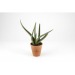 Product thumbnail Aloe vera in a jar 1