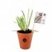 Aloe vera in a jar wholesaler
