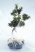 Product thumbnail Bonsai - Buddhist Pine 1