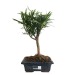 Product thumbnail Bonsai - Buddhist Pine 0