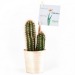 Product thumbnail Cactus in wooden pot 0