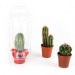 Product thumbnail Cactus in a plastic greenhouse 2