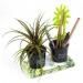 Product thumbnail Duo of pencil pots with fat plant 1