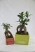 Product thumbnail Ficus ginseng - small 1