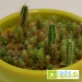 Product thumbnail Cactus seeds in bags 2