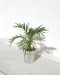 Product thumbnail Large potted decorative plant 0